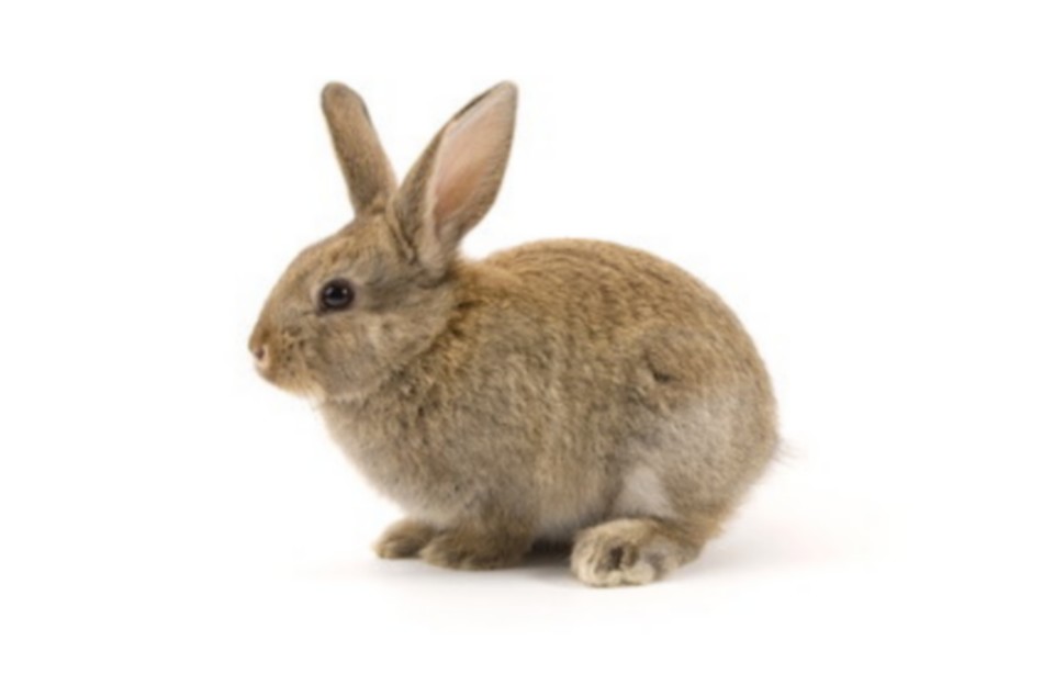 néoglucogenèse et jeûne du lapin