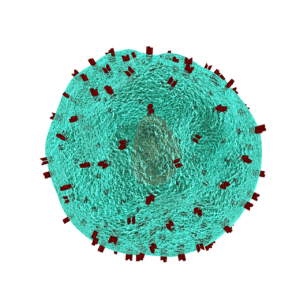 Membrane cellulaire et cholestérol