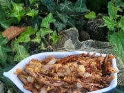 Effilochée de porc à l’asiatique