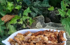 Effilochée de porc à l’asiatique